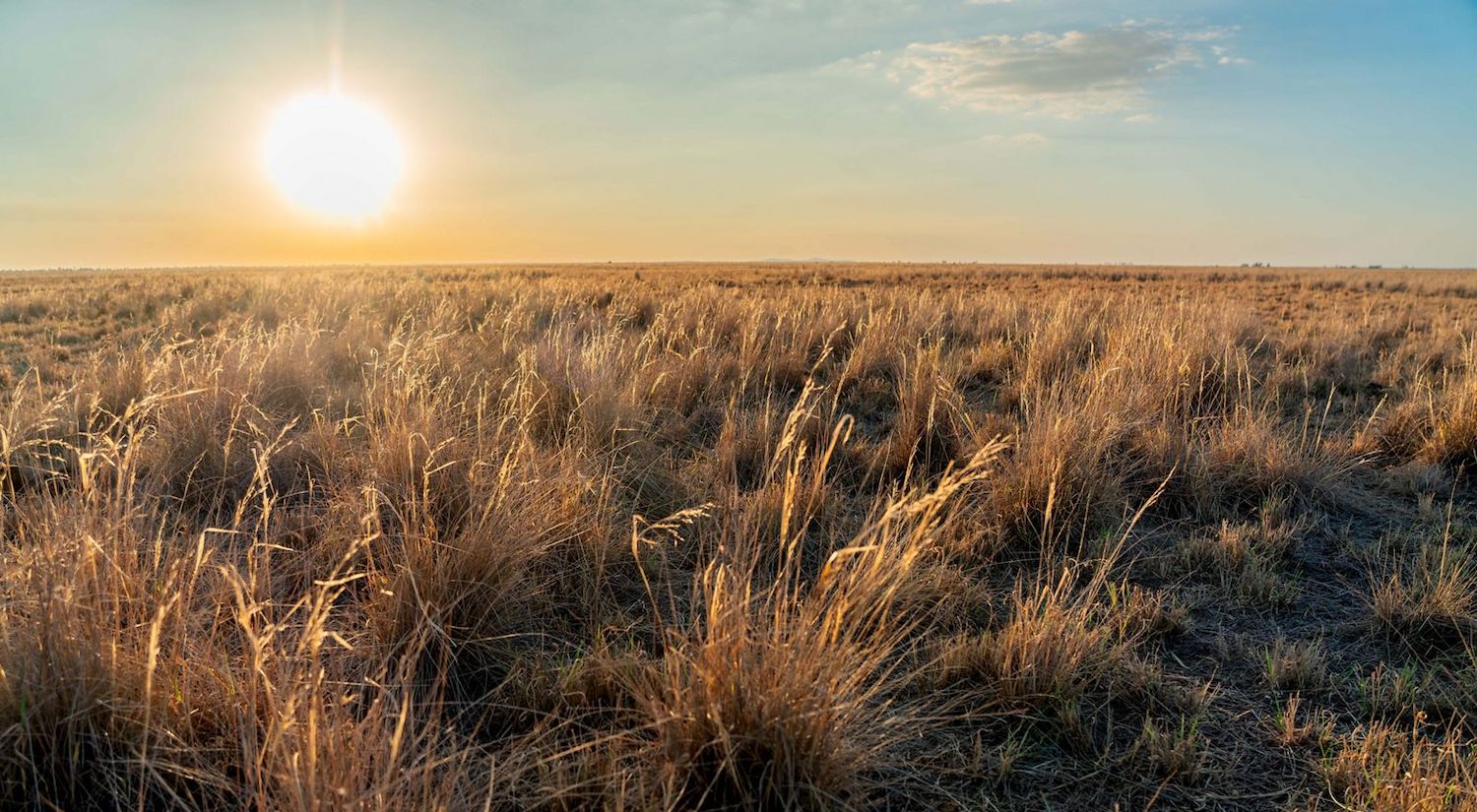 The sun rises over a tussock grassland.