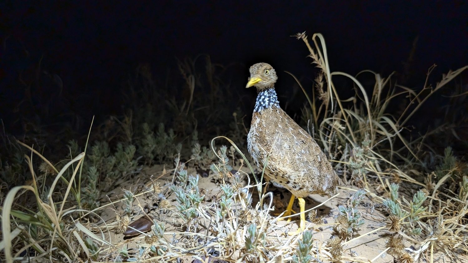 A female bird photographed at night in the light of a flashlight.