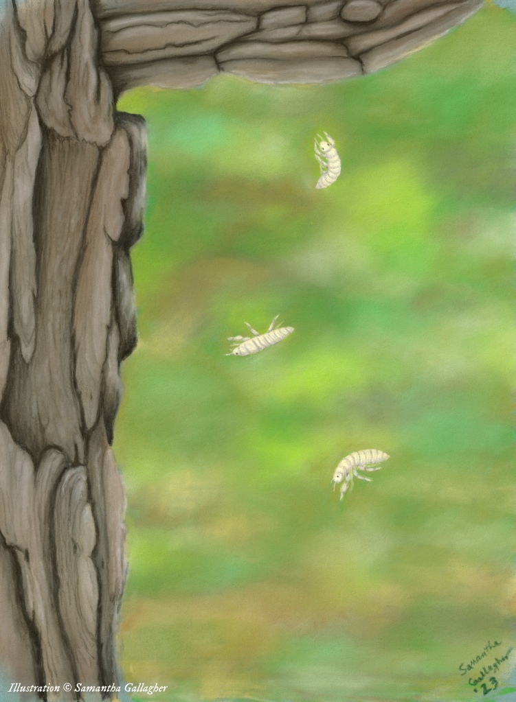 Shortly after hatching, nymphs depart the treetops and drop to the ground. The race is on to burrow into the soil. Illustration ©️ Samantha Gallagher.
