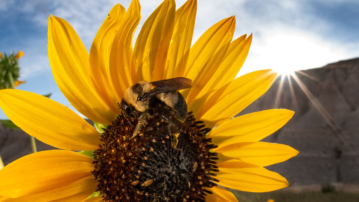 Pesticide-Free Seeds Could Be Critical to...