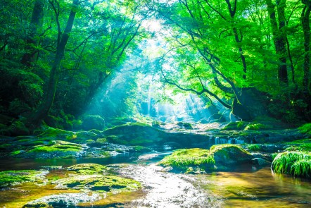 The Healing Power of Nature
